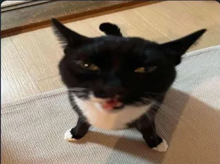 Catto custom crosshair