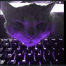 cat mouse cursor